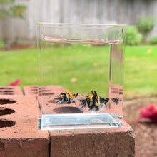 Load image into Gallery viewer, Tiger Balloon Molly Pair