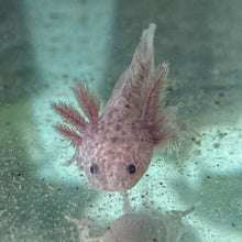 Load image into Gallery viewer, "Cutie" Baby Axanthic Copper Axolotl | WYSIWYG