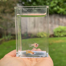 Load image into Gallery viewer, Ribboned Skittle Glass Belly Guppy Pair