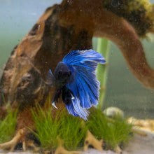 Cargar imagen en el visor de la galería, Blue & White Halfmoon Male Betta | WYSIWYG