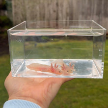 Cargar imagen en el visor de la galería, Axolotl Pair