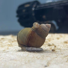 Cargar imagen en el visor de la galería, Japanese Trapdoor Snail Pair