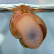 Load image into Gallery viewer, Albino Mystery Snail