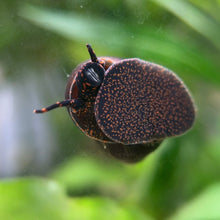 Load image into Gallery viewer, Blueberry Snail 5 Pack