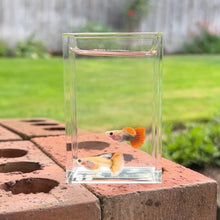 Load image into Gallery viewer, Ribboned Dragon Mosaic Glass Belly Guppy Pair