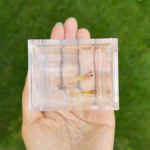 Load image into Gallery viewer, Ribboned Yellow Lace Glass Belly Guppy Pair