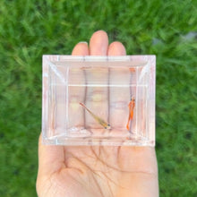 Load image into Gallery viewer, Ribboned Clementine Glass Belly Guppy Pair