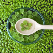 Load image into Gallery viewer, Salvinia Minima | Live Floating Plant