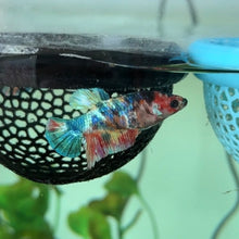 Load image into Gallery viewer, Rainbow Sparkle Candy Koi Female Betta | WYSIWYG