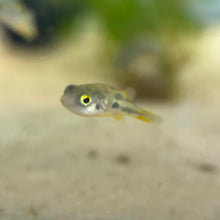 Cargar imagen en el visor de la galería, Pea Puffer