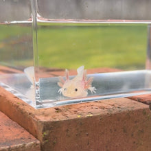 Cargar imagen en el visor de la galería, Dirty Leucistic (Dirty Lucy) Axolotl