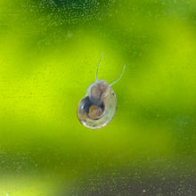 Cargar imagen en el visor de la galería, 10 Live Snails | Pea Puffer Food