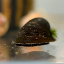 Load image into Gallery viewer, Batman Nerite Snail
