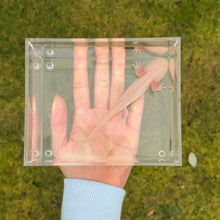 Load image into Gallery viewer, Albino Axolotl