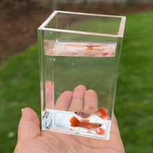 Load image into Gallery viewer, Crimson Rose Glass Belly Guppy Pair