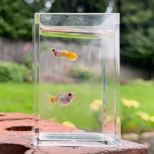 Load image into Gallery viewer, Yellow Koi Glass Belly Guppy Pair