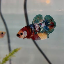 Cargar imagen en el visor de la galería, Rainbow Candy Koi Male Betta | WYSIWYG
