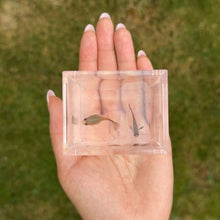 Load image into Gallery viewer, Jaguar Glass Belly Guppy Pair