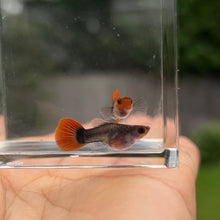Load image into Gallery viewer, Pumpkin Koi Glass Belly Guppy Pair