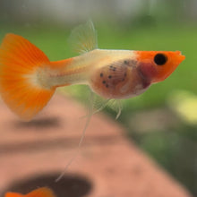 Cargar imagen en el visor de la galería, Ribboned Orange Koi Glass Belly Guppy Pair
