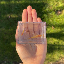 Load image into Gallery viewer, Ribboned Albino Banana Glass Belly Guppy Pair