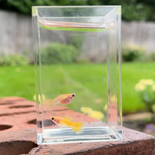Load image into Gallery viewer, Yellow Lace Glass Belly Guppy Pair
