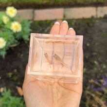 Load image into Gallery viewer, Yellow Lace Glass Belly Guppy Pair