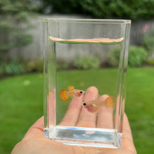 Load image into Gallery viewer, Sunrise Mosaic Glass Belly Guppy Pair