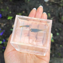 Load image into Gallery viewer, Yellow Koi Glass Belly Guppy Pair