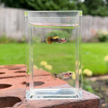 Cargar imagen en el visor de la galería, Bumblebee Mosaic Glass Belly Guppy Pair