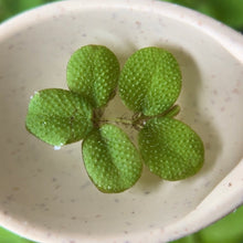 Load image into Gallery viewer, Salvinia Minima | Live Floating Plant