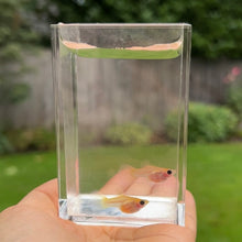 Cargar imagen en el visor de la galería, 2 Pregnant Yellow Lace Glass Belly Guppy