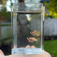 Load image into Gallery viewer, Sunset Mosaic Glass Belly Guppy Pair