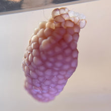 Cargar imagen en el visor de la galería, Mystery Snail Egg Clutch