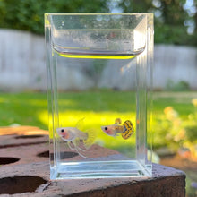 Load image into Gallery viewer, Ribboned Cobra Mosaic Glass Belly Guppy Pair