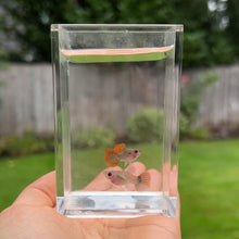 Load image into Gallery viewer, Lava Mosaic Glass Belly Guppy Pair