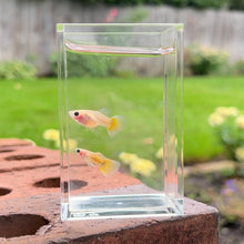 Load image into Gallery viewer, Banana Glass Belly Guppy Pair