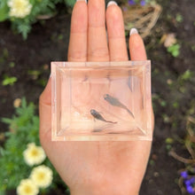 Load image into Gallery viewer, Lava Mosaic Glass Belly Guppy Pair