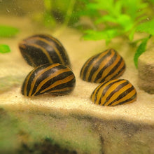 Cargar imagen en el visor de la galería, Zebra Nerite Snail