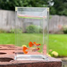 Load image into Gallery viewer, Orange Koi Glass Belly Guppy Pair
