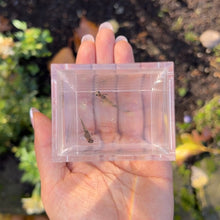 Load image into Gallery viewer, Zebra Glass Belly Guppy Pair