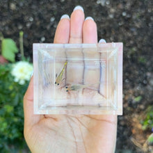 Load image into Gallery viewer, Ribboned Cobra Mosaic Glass Belly Guppy Pair