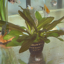 Load image into Gallery viewer, Echinodorus Red Rubin Mother Pot | Live Plant