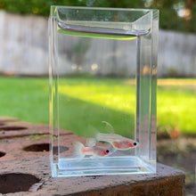 Load image into Gallery viewer, Ribboned Pingu Glass Belly Guppy Pair