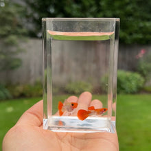 Load image into Gallery viewer, Orange Koi Glass Belly Guppy Pair