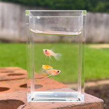 Load image into Gallery viewer, Ribboned Stardust Glass Belly Guppy Pair