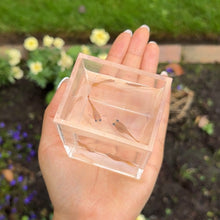 Load image into Gallery viewer, Sunrise Mosaic Glass Belly Guppy Pair