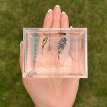 Load image into Gallery viewer, Tiger Balloon Molly Pair