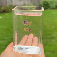 Load image into Gallery viewer, Yellow Koi Glass Belly Guppy Pair