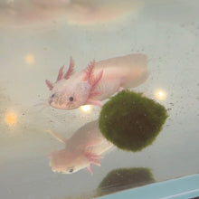 Cargar imagen en el visor de la galería, Marimo Moss Ball | Live Plant